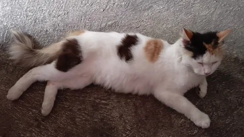 A calico cat Stock Footage 291497976