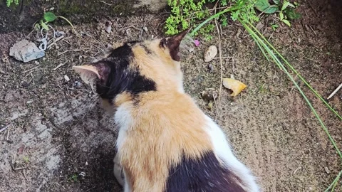 A calico cat Video stock 320796648