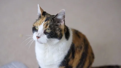 Calico cat friendly blinking asking for food looking cute on carpet floor Stock Footage 104561458