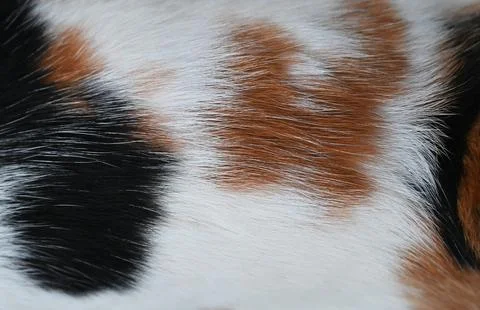 Calico cat fur texture close up macro Stock Photos