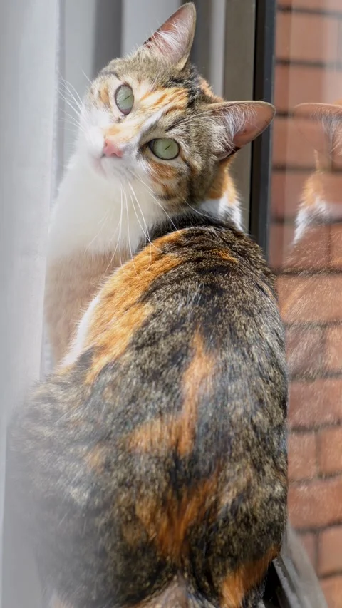 Calico Cat Gazing Through a Window in Bogotá Video stock 336519486