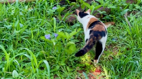 Calico Cat on Grass Stock Footage 339772091