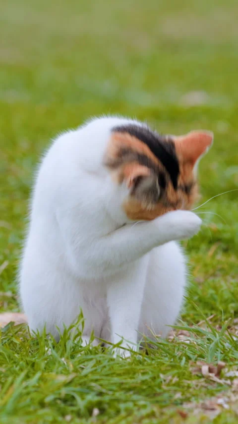 Calico cat grooming itself while sitting on green grass Video stock 345659900
