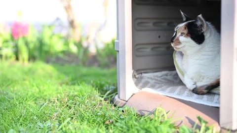 Calico cat laying outside in spring Stock Footage 130522395