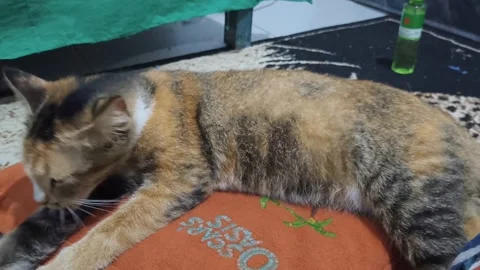 Calico Cat Licking Its Forelimb Fur Intensely On Cushion Vidéo 342163810