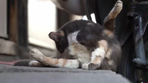 Calico Cat Licking Its Private Part - Typical Cat Behavior Stock Footage 334112871