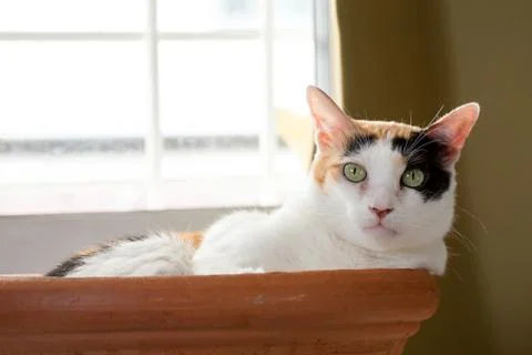 A calico cat lie down in the bath of clay stares at the camera. Stock Photos