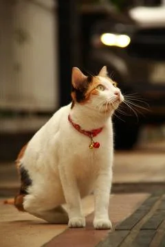 Calico Cat Looking Up Stock Photos