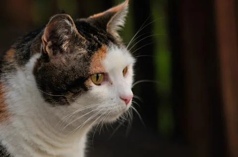 Calico cat looking off to the right Stock Photos