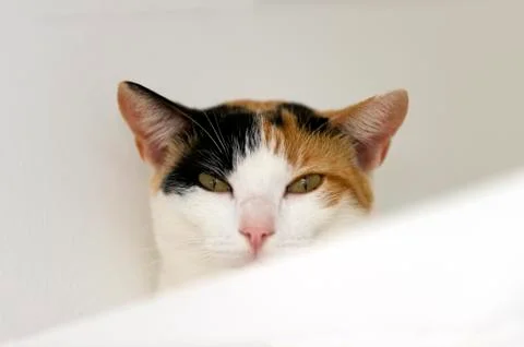 Calico Cat Looking with White Background Stock Photos