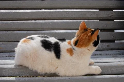 Calico cat lying on a bench and looking away. Stock Photos
