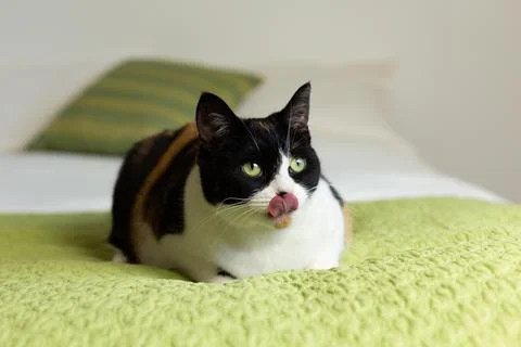 Calico cat lying down on bed licking its lips Stock Photos