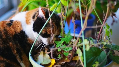 Calico cat lying down by potted catnip plant home garden leaning Stock Footage 117629685