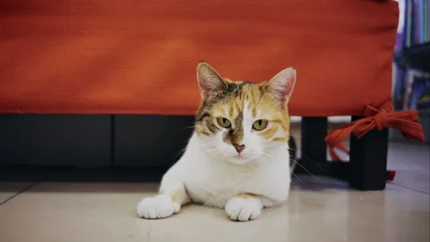 Calico cat lying on floor under chair in cozy home interior 스톡 동영상 331055600