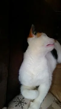 Calico cat lying on a sofa Stock Photos