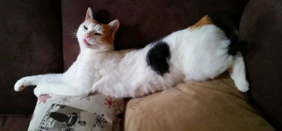Calico cat lying on a sofa Stock Photos