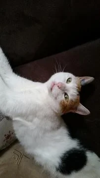 Calico cat lying on a sofa Stock Photos