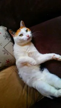 Calico cat lying on a sofa Stock Photos