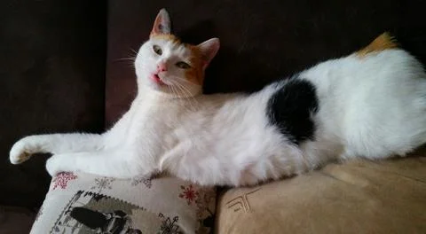 Calico cat lying on a sofa Stock Photos