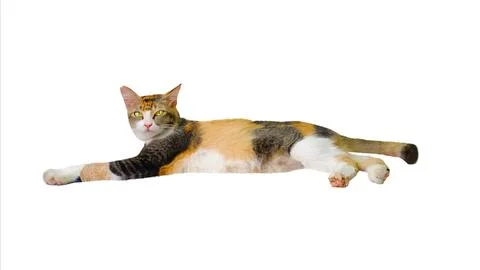 Calico Cat Lying on White Stock Photos
