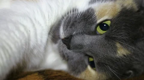 Calico cat opens its eyes (close up) Stock-Footage 10559414