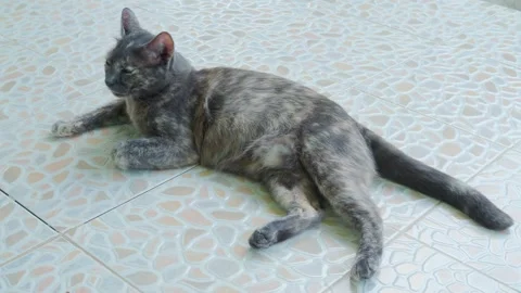 Calico cat or Tortoiseshell cat catnip Stock Footage 275051333