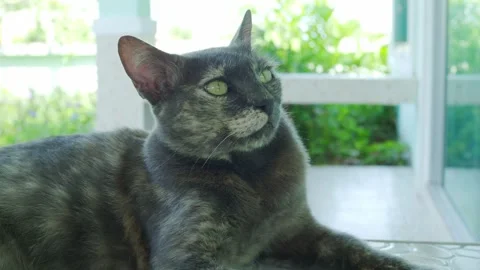 Calico cat or Tortoiseshell cat catnip Stock Footage 275501523
