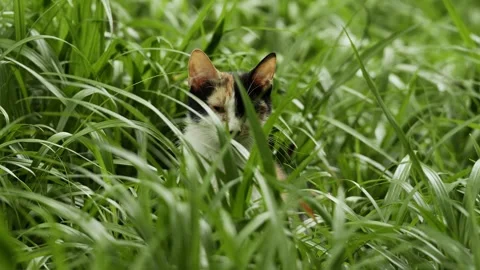 Calico cat peeking through tall grass at Yanzhong Square Park, Shanghai (4k25p) Stock Footage 337407714