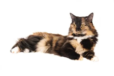 Calico Cat Stock Photos