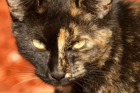 Calico Cat Stock Photos