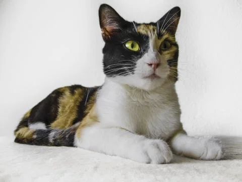 Calico cat Stock Photos