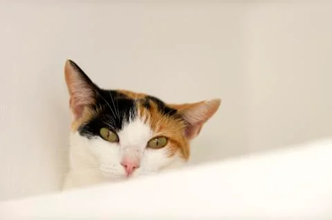 Calico Cat Stock Photos