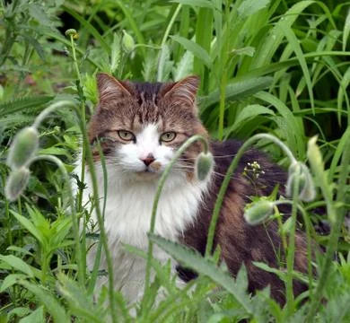 Calico Cat Stock Photos