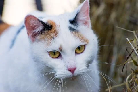 The calico cat Stock Photos