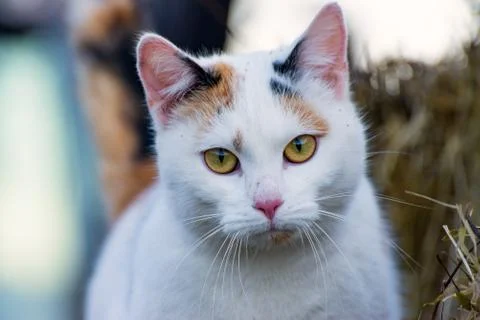The calico cat Stock Photos
