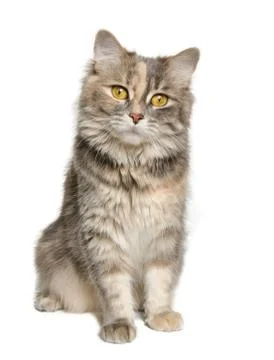 Calico Cat Stock Photos