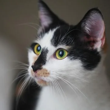 Calico Cat Stock Photos