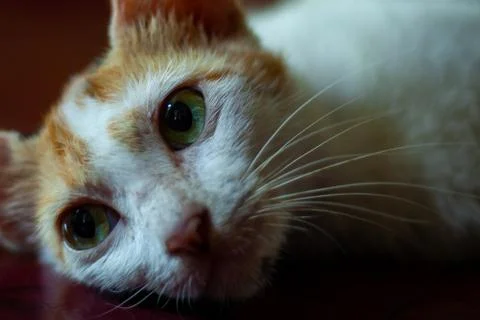 Calico cat 库存照片