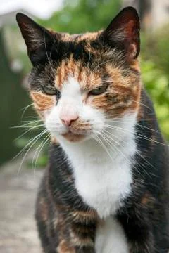 Calico Cat Stock Photos