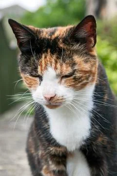 Calico Cat Stock Photos