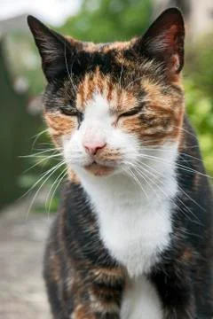 Calico Cat Stock Photos