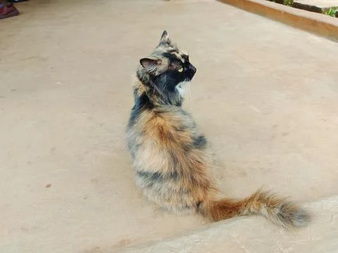 Calico cat Stock Photos