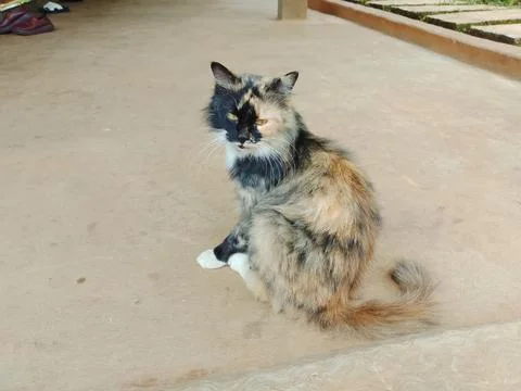 Calico cat Stock Photos