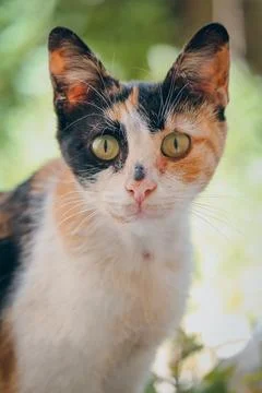 Calico cat portrait against green garden background Foto stock