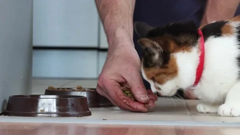 Calico cat with red collar next to human hand holding food close, side view.. 스톡 동영상 318622342