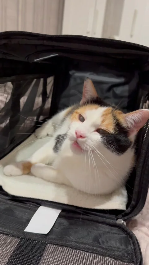 Calico Cat Relaxing Inside a Pet Carrier at Home Видео 346641893