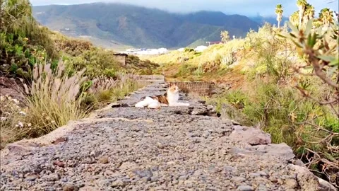 Calico Cat Relaxing on Stone Path in Barranco del Burro, Tenerife 4K Video stock 335772019