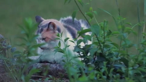 Calico cat resting in garden. Stock Footage 305290903