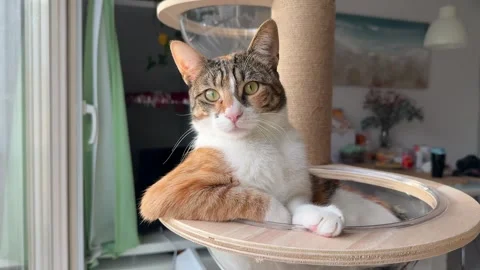 Calico cat resting on modern cat tree Stock Footage 305508201