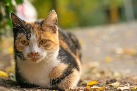 Calico cat rests on a pathway surrounded by autumn leaves in a peaceful out.. Stock Photos